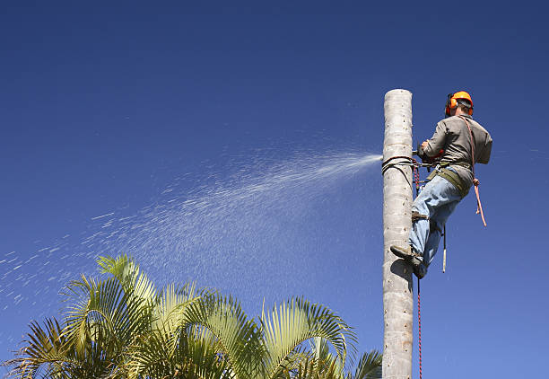 Best Tree Mulching  in Petersburg, IL