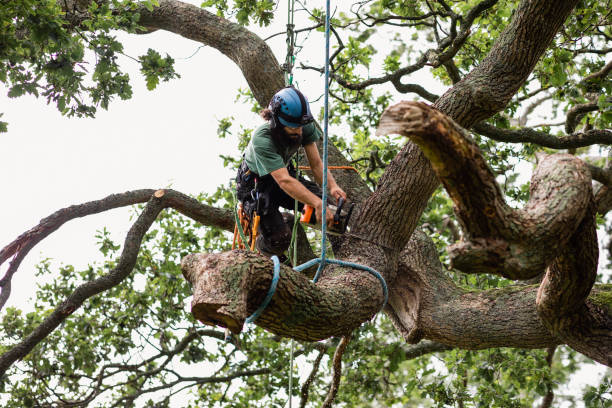 Best Hedge Trimming  in Petersburg, IL