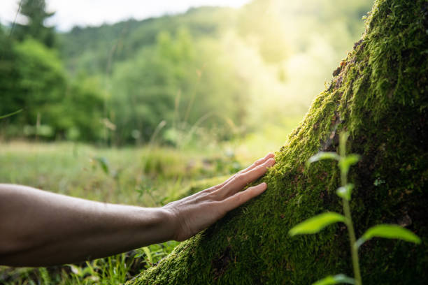 How Our Tree Care Process Works  in  Petersburg, IL